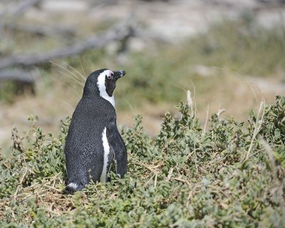 Penguin, African-122912-Boulders Beach, Table Mtn Nat'l Park, South Africa-#0661.jpg