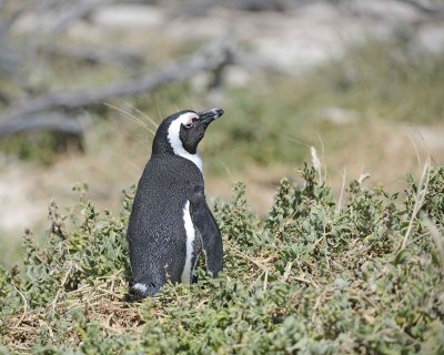 Penguin, African-122912-Boulders Beach, Table Mtn Nat'l Park, South Africa-#0691.jpg