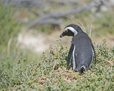 Penguin, African-122912-Boulders Beach, Table Mtn Nat'l Park, South Africa-#0721.jpg