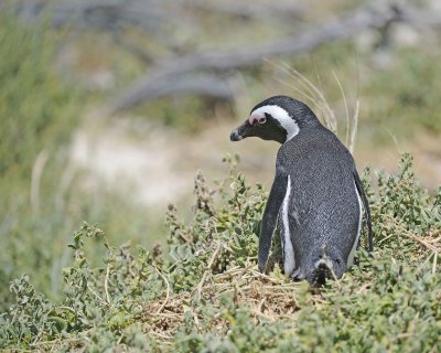 Penguin, African-122912-Boulders Beach, Table Mtn Nat'l Park, South Africa-#0727.jpg