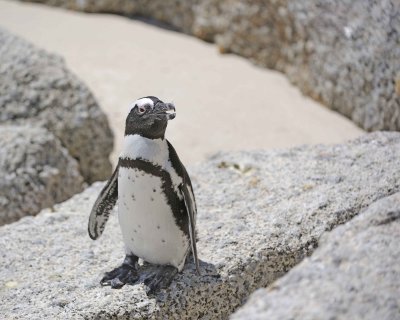 Penguin, African-122912-Boulders Beach, Table Mtn Nat'l Park, South Africa-#0792.jpg