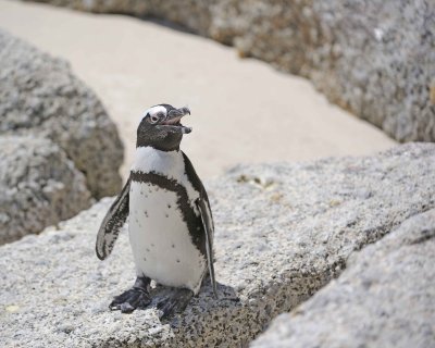 Penguin, African-122912-Boulders Beach, Table Mtn Nat'l Park, South Africa-#0794.jpg