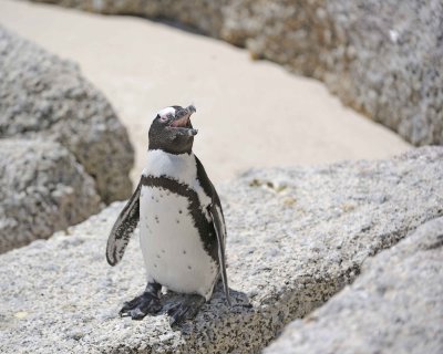 Penguin, African-122912-Boulders Beach, Table Mtn Nat'l Park, South Africa-#0795.jpg