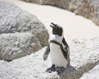 Penguin, African-122912-Boulders Beach, Table Mtn Nat'l Park, South Africa-#0822.jpg
