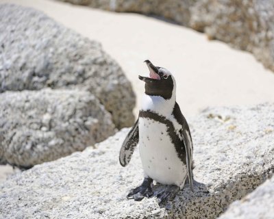 Penguin, African-122912-Boulders Beach, Table Mtn Nat'l Park, South Africa-#0828.jpg