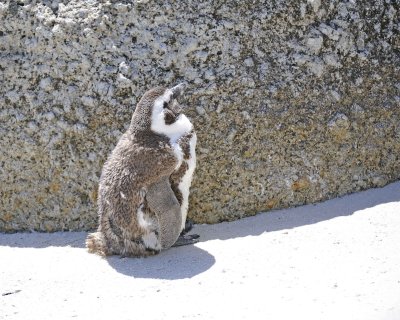 Penguin, African-122912-Boulders Beach, Table Mtn Nat'l Park, South Africa-#0850.jpg