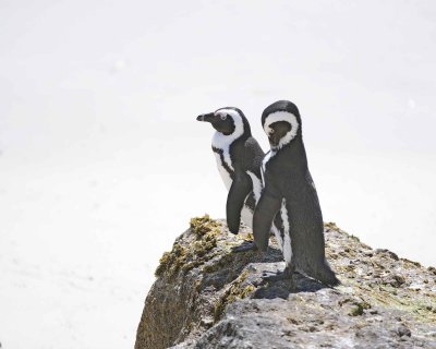 Penguin, African-122912-Boulders Beach, Table Mtn Nat'l Park, South Africa-#0870.jpg