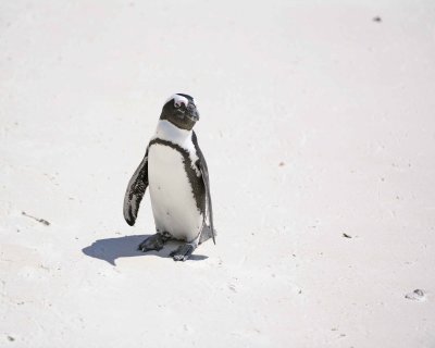 Penguin, African-122912-Boulders Beach, Table Mtn Nat'l Park, South Africa-#0878.jpg
