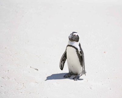 Penguin, African-122912-Boulders Beach, Table Mtn Nat'l Park, South Africa-#0912.jpg