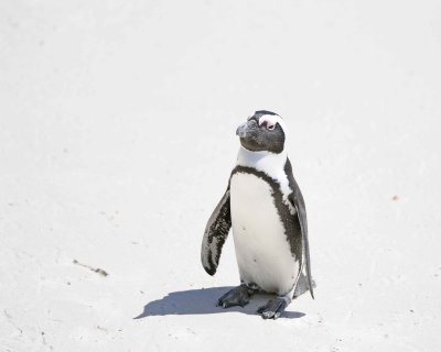 Penguin, African-122912-Boulders Beach, Table Mtn Nat'l Park, South Africa-#0918.jpg