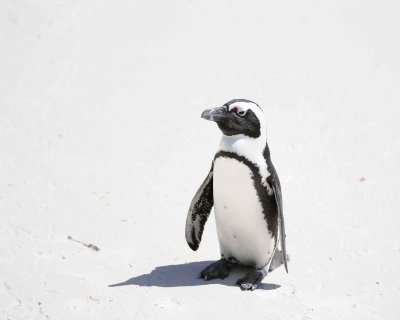 Penguin, African-122912-Boulders Beach, Table Mtn Nat'l Park, South Africa-#0926.jpg