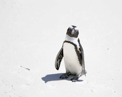 Penguin, African-122912-Boulders Beach, Table Mtn Nat'l Park, South Africa-#0962.jpg