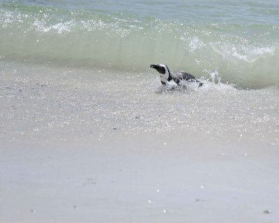 Penguin, African-122912-Boulders Beach, Table Mtn Nat'l Park, South Africa-#0991.jpg