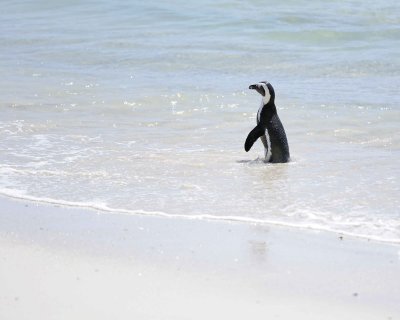 Penguin, African-122912-Boulders Beach, Table Mtn Nat'l Park, South Africa-#0998.jpg