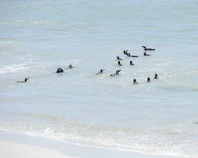 Penguins, African-122912-Boulders Beach, Table Mtn Nat'l Park, South Africa-#0411.jpg