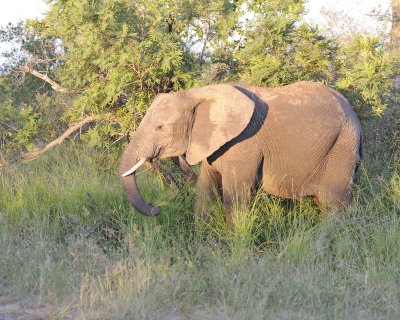 Elephant, African-123012-Kruger National Park, South Africa-#0894.jpg