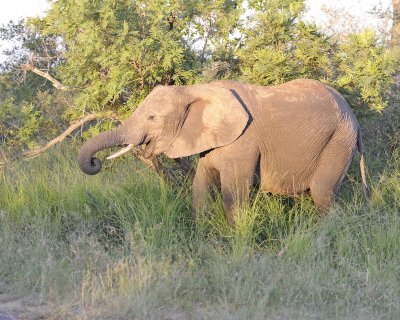Elephant, African-123012-Kruger National Park, South Africa-#0896.jpg