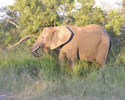 Elephant, African-123012-Kruger National Park, South Africa-#0900.jpg