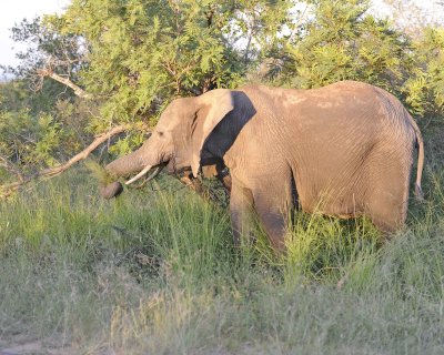Elephant, African-123012-Kruger National Park, South Africa-#0903.jpg