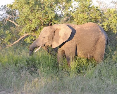 Elephant, African-123012-Kruger National Park, South Africa-#0904.jpg