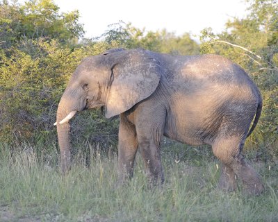Elephant, African-123012-Kruger National Park, South Africa-#0994.jpg