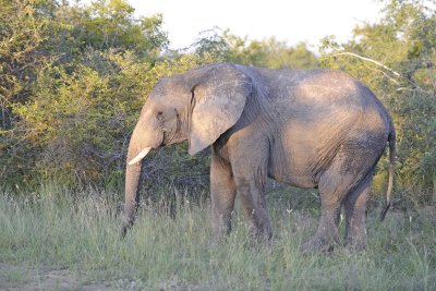 Elephant, African-123012-Kruger National Park, South Africa-#0996.jpg