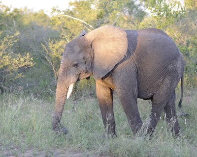 Elephant, African-123012-Kruger National Park, South Africa-#1035.jpg