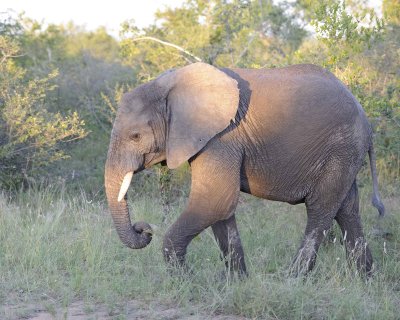 Elephant, African-123012-Kruger National Park, South Africa-#1039.jpg