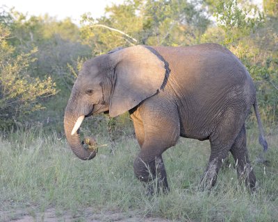 Elephant, African-123012-Kruger National Park, South Africa-#1040.jpg