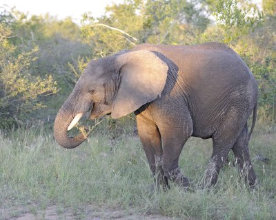Elephant, African-123012-Kruger National Park, South Africa-#1042.jpg