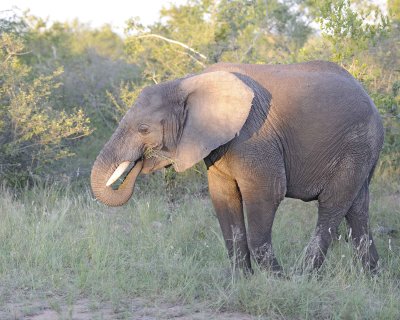 Elephant, African-123012-Kruger National Park, South Africa-#1043.jpg