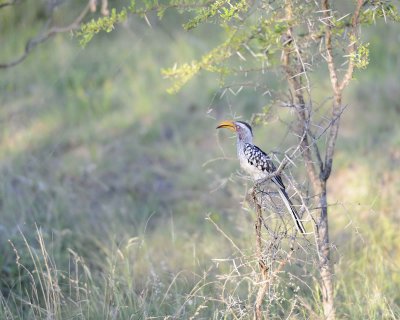 Hornbill, Yellow Billed-123012-Kruger National Park, South Africa-#0779.jpg