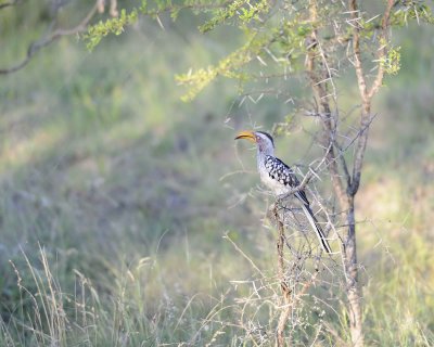 Gallery of Yellow-billed Hornbill