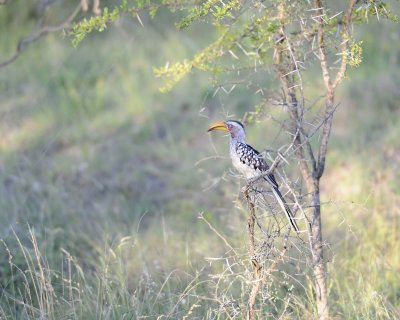 Hornbill, Yellow Billed-123012-Kruger National Park, South Africa-#0792.jpg