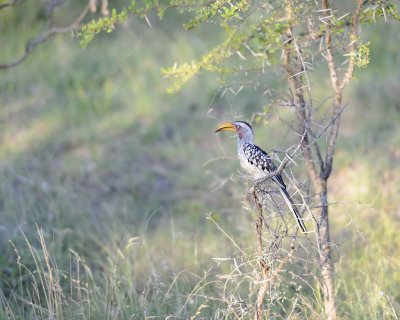 Hornbill, Yellow Billed-123012-Kruger National Park, South Africa-#0793.jpg