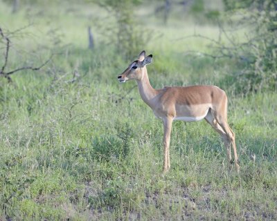 Impala, Ewe-123012-Kruger National Park, South Africa-#0467.jpg