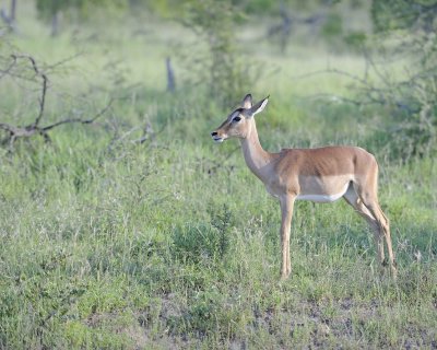 Impala, Ewe-123012-Kruger National Park, South Africa-#0471.jpg