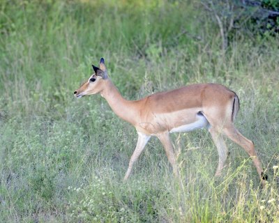 Impala, Ewe-123012-Kruger National Park, South Africa-#0827.jpg