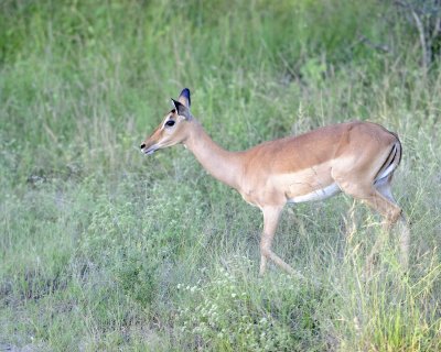 Impala, Ewe-123012-Kruger National Park, South Africa-#0828.jpg
