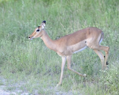 Impala, Ewe-123012-Kruger National Park, South Africa-#0832.jpg