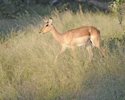 Impala, Ewe-123012-Kruger National Park, South Africa-#0834.jpg