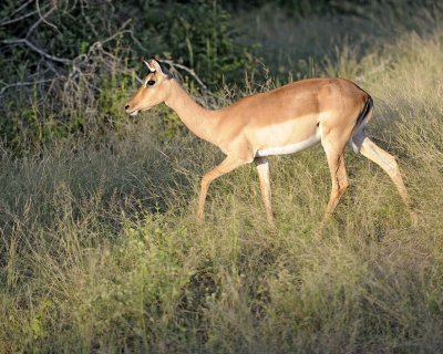 Impala, Ewe-123012-Kruger National Park, South Africa-#0839.jpg