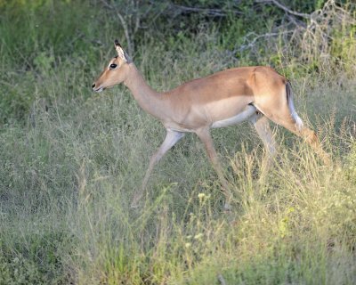 Impala, Ewe-123012-Kruger National Park, South Africa-#0843.jpg