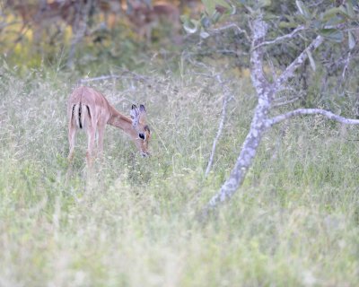 Impala, Fawn-123012-Kruger National Park, South Africa-#0806.jpg