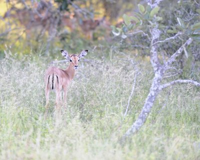 Impala, Fawn-123012-Kruger National Park, South Africa-#0812.jpg