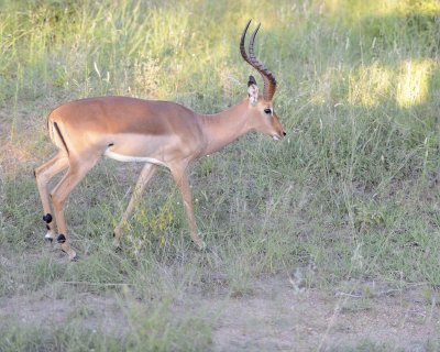 Impala, Ram-123012-Kruger National Park, South Africa-#0844.jpg