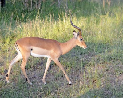 Impala, Ram-123012-Kruger National Park, South Africa-#0852.jpg