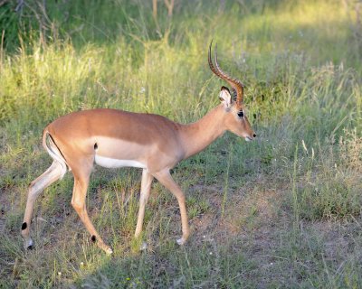 Impala, Ram-123012-Kruger National Park, South Africa-#0854.jpg