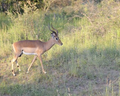 Impala, Ram-123012-Kruger National Park, South Africa-#0859.jpg