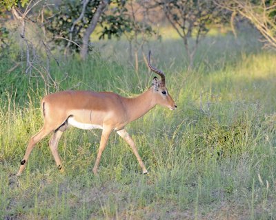 Impala, Ram-123012-Kruger National Park, South Africa-#0873.jpg